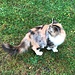 ausnehmend hübsche Katze - erinnert mich an Mizzi †