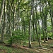 Schöner Buchenwald
