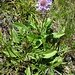 schöne Blume am Pitzenegg-Westgrat
