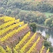 In den richtig steilen Lagen wird der Wein parallel zum Hang gepflanzt, ansonsten sind die Reihen eher vertikal angelegt 