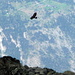 Steinadeler über dem Nordgrat, im Hintergrund Alp Tatz (bei Hohtenn)