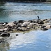 Un airone cenerino riposa sulle rocce lungo il fiume Adda.