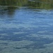 Oggi il fiume Adda può essere considerato a buon dire un fiume dalle acque pulite e trasparenti.