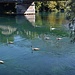Nei pressi del ponte di Brivio una formazione di cigni nuota.