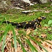 <b>Salamandra pezzata (Salamandra salamandra).</b>