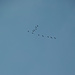 Formationsflieger Richtung Süden