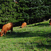 Vieh an der Bucher Alm