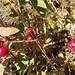 Schöne Hagebutten, die wir unterwegs in einer Hecke pflückten