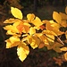 Herbstliche Buchenblätter