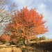 Herbstlicher Kirschbaum