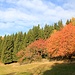 Herbstimpressionen
