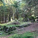 Ruine des einstigen Forsthauses Weigensdorf