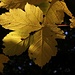 Herbstliche Ahornblätter