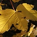 Herbstliches Ahornblatt