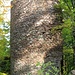Hrad Perštejn, Turmhalbschale