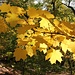 Herbstliche Ahornblätter
