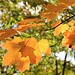 Herbstliche Ahornblätter