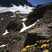 Schöne Gamswurzn im Anstieg zum Flüela-Schwarzhorn