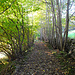 Hohlweg nach Abendberg