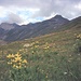Gelbe Enziane im Val da Fain