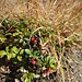 Vaccinium vitis-idaea L. 	<br />Ericaceae<br /><br />Mirtillo rosso<br />Airelle rouge <br />Preiselbeere <br />