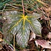 Kunst der Natur