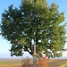 Markvarec, Betsäule