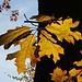 Herbstfarben