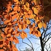 Intensive Herbstfarben