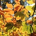 Herbstfarben