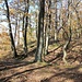 Burgplatz - hradiště Okrouhlík (Hřivice), Wall