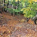 Steiler Wanderweg in Falllinie mit seifigem Buchenlaub