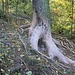 Wetzbaum, nach 5 m der Wanderweg - aufatmen.