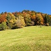 farbiger Herbstwald