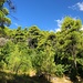 grünes Skopelos