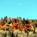 Herbstwald bei abnehmendem Mond