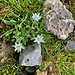 Edelweiss à Valbella
