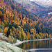 Goldener Herbst am Wägitalersee.
