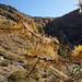 Larix im Zoom