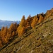 Krummholz