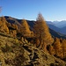 Abstieg zur Alp da Traun durch goldenen Wald