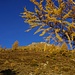 Lärchengold und blauer Himmel - immer eine fotogene Kombination