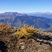 Auf dem Piz Danis Nordwestgrat finde ich die letzten Lärchen - immerhin auf 2400 m!