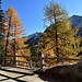Herrliche Herbstfarben im Val di Campo