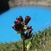 Farbenkontrast: Purpur-Enzian (Gentiana purpurea) mit Nidersee im Hintergrund