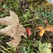 aparte Herbstgrüsse