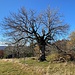 Das auch. Der Baum hat offenbar andere schon zum fotografieren [https://www.hikr.org/gallery/photo1892521.html?post_id=100506#1 animiert]!<br /><br /><br />