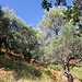 zwischen Olivenbäume hindurch