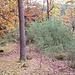 Ein kurzer Stichweg führt zum nächsten Felsen, dem Beutelstein.