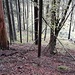 Weglos steige ich hier vom Zwicksteinfelsen hinab, um den im Talgrund sichtbaren Weg zu erreichen. 